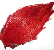 ������ ������ indian cape barred red